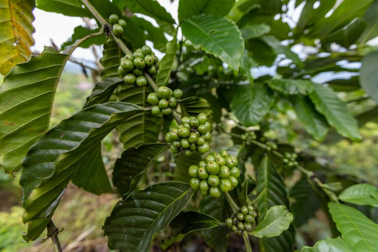 gatunki kawy: arabica, robusta, liberica, excelsa. pokaż różnicę i histiorię