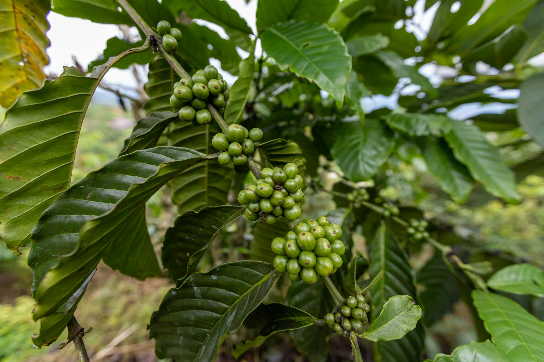 gatunki kawy: arabica, robusta, liberica, excelsa. pokaż różnicę i histiorię