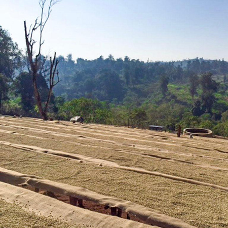 The Barn - kawa ziarnista Etiopia Kayon Mountain Summer Coffee Washed Filter 250 g - obrazek 4