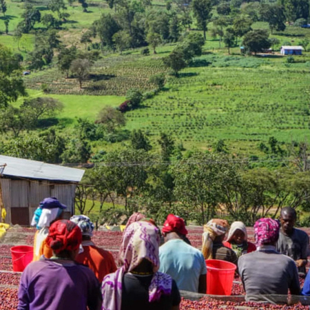 The Barn - kawa ziarnista Etiopia Kayon Mountain Summer Coffee Washed Filter 250 g - obrazek 3
